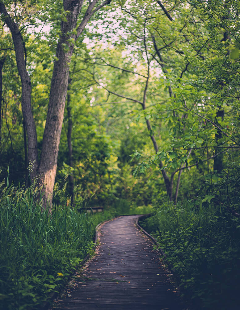 paysage nature chemin entre les arbres