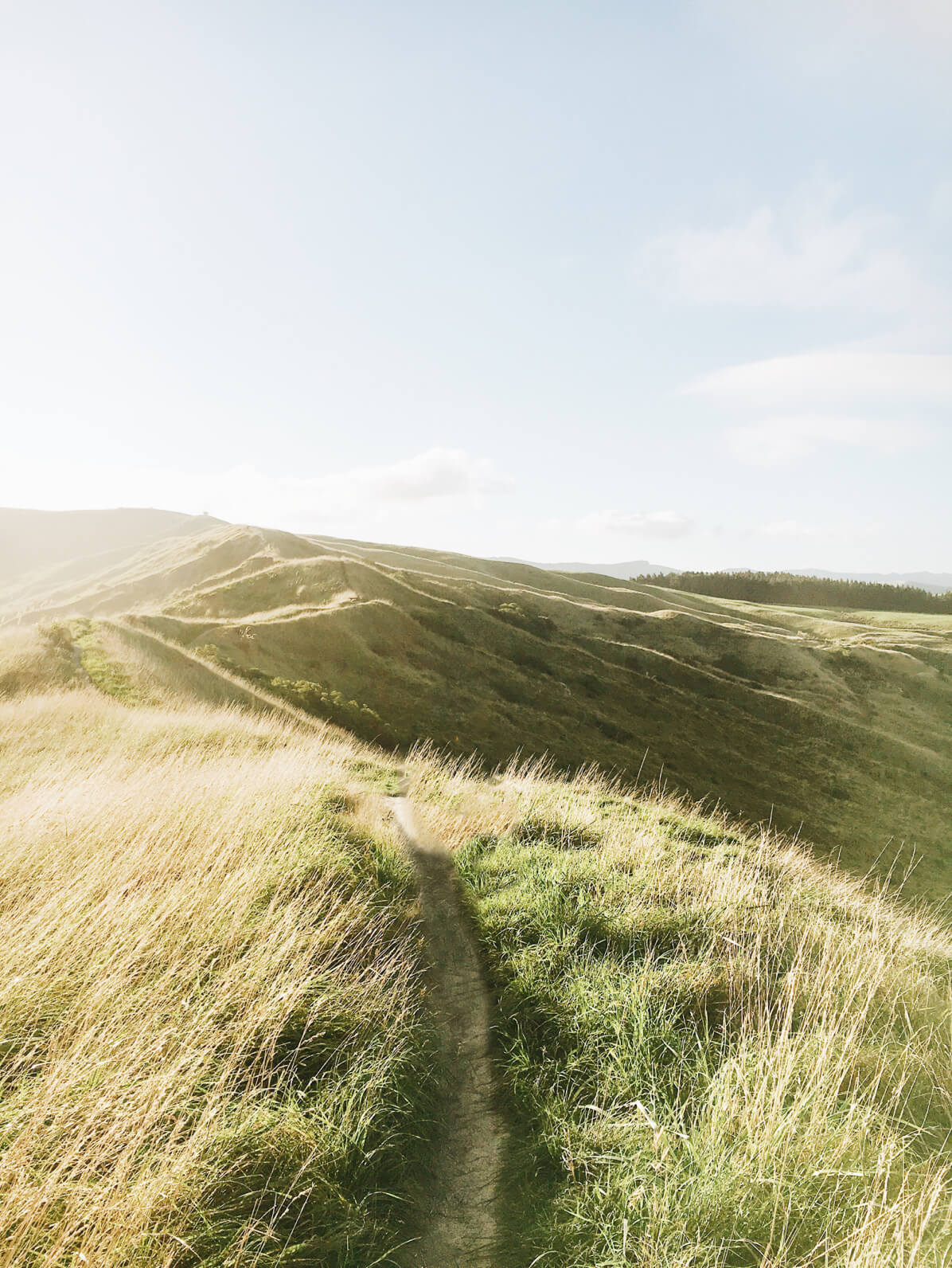 paysage chemin nature